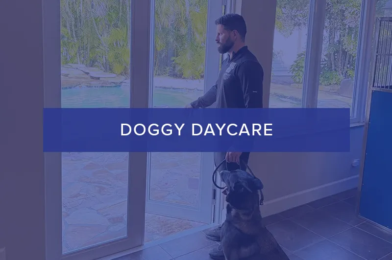 Doggy Daycare